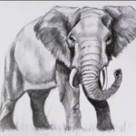 How to draw a realistic elephant step-by-step