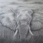 How to draw a realistic elephant face step-by-step