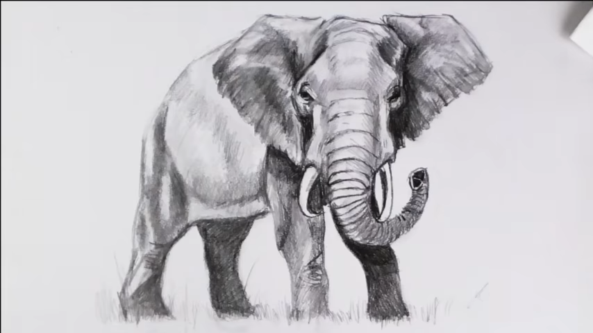 How to draw a realistic elephant step-by-step