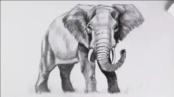 Elephant Drawing Tutorials 