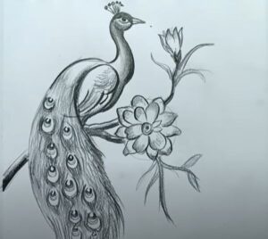peacock drawing beautiful