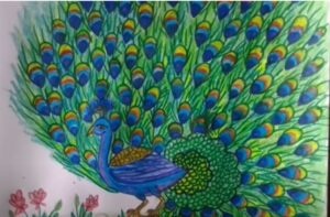 beautiful peacock drawing in color