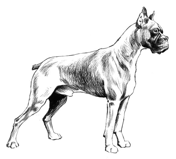 Boxer dog drawing in pencil