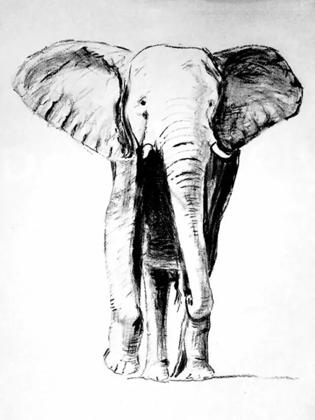 Best Elephant Drawings