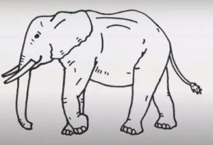 Draw an elephant easy for beginners