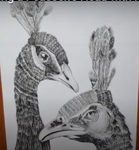 Drawn peacock heads using pencils and shading 