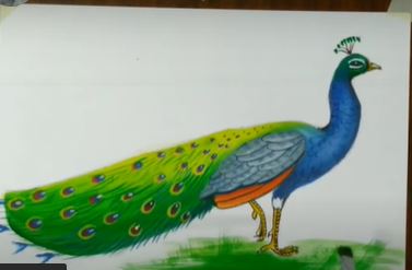 Peacock drawing with poster color