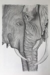 Drawing of two elephants embracing