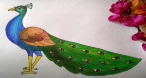 Peacock drawing with colour