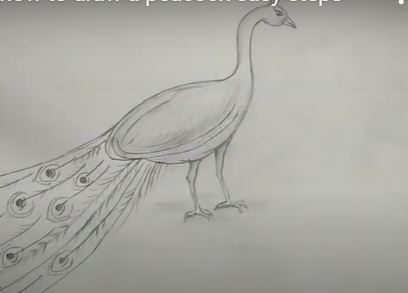 Easy peacock pencil drawing