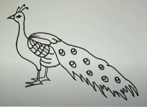 Simple Peacock Drawing