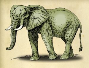 Simple elephant drawing