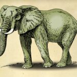 Elephant drawings
