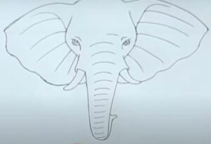 Elephant Head Drawing Easy & Simple