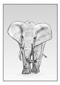 Simple elephant drawing from the front