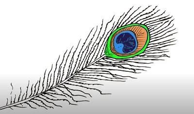 How to Draw a Peacock Feather Easy - Step by Step for Beginners
