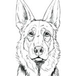 How to Draw a German Shepherd Face & Head