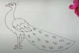 Peacock drawing no colour