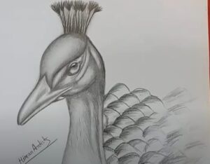 How to draw a peacock head step by step