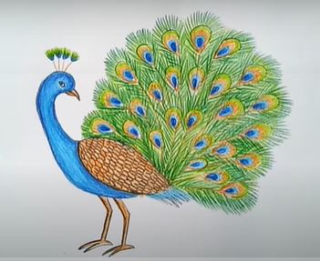 Peacock drawing with feathers open