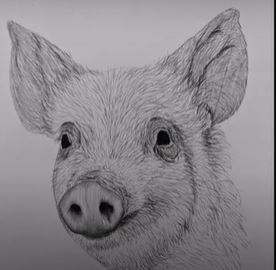 How to draw a realistic pig face