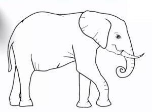 How to draw an elephant step-by-step