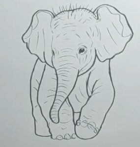 How to draw a baby elephant easy and step-by-step