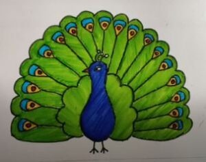 Draw male peacock with color