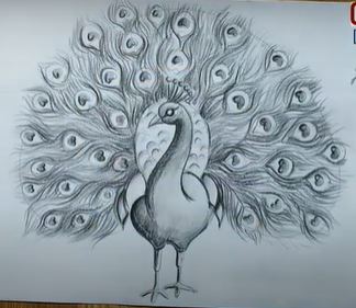 Peacock pencil sketch