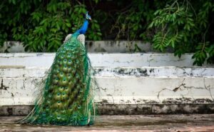 Peacock with eye feathers