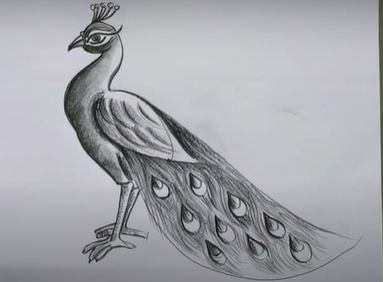 Stunning Peacock Colored Pencil Drawings And Illustrations, 58% OFF-saigonsouth.com.vn