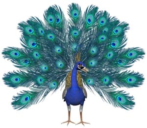 Peacock drawing in color with feathers spread