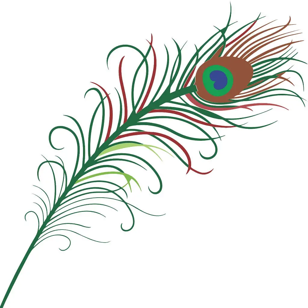 Peacock feather drawings