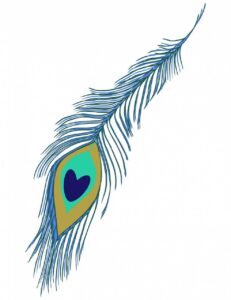 Peacock feather drawing in color