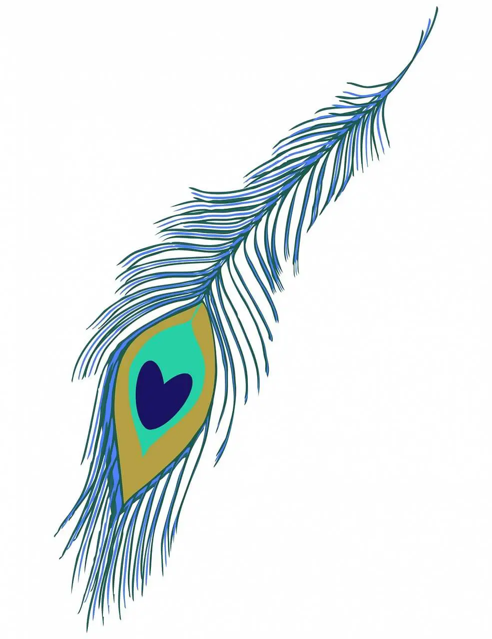 How to Draw a Peacock Feather - Step by Step