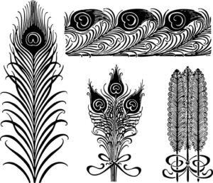 Multiple peacock feather drawing in black and white