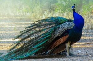 The peacock in Christianity