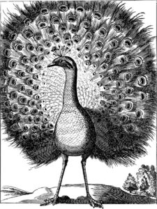 Beautiful peacock sketch