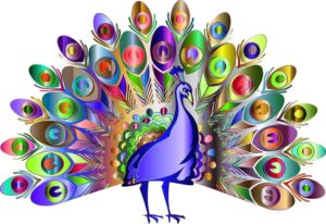 Very colorful peacock drawing