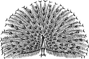 Peacock sketch