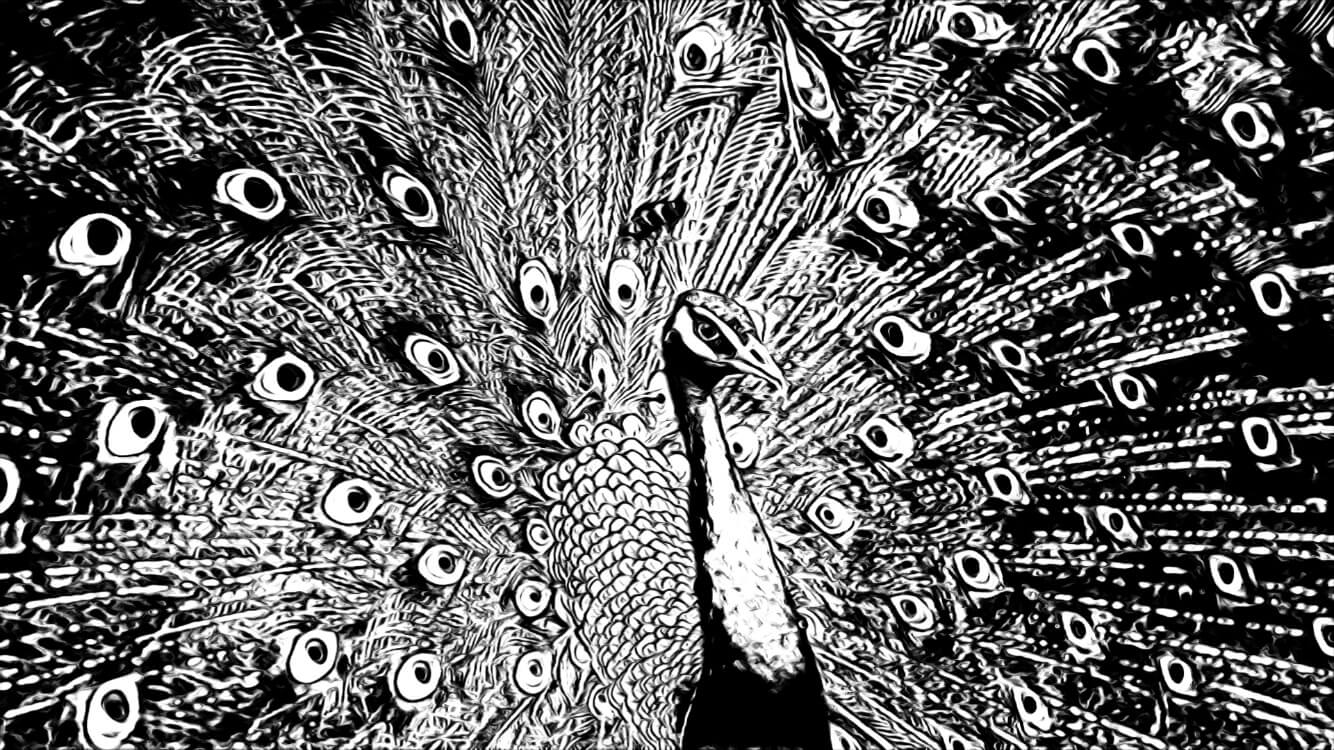 Beautiful Peacock pencil drawing