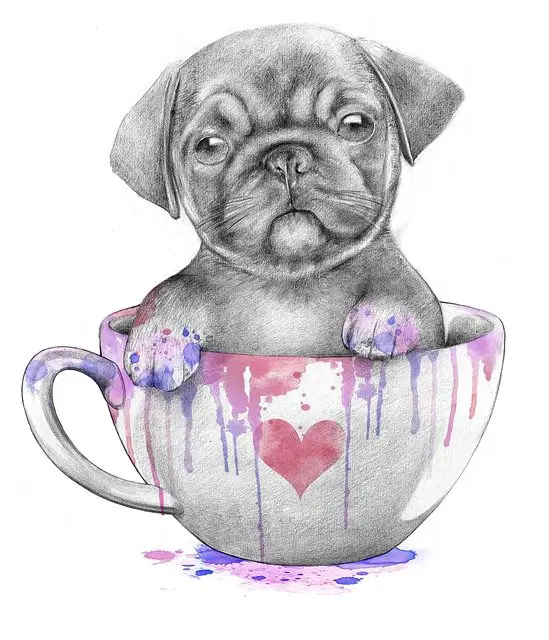 Pug puppy in a mug pencil drawing