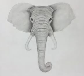 Realistic elephant face drawing in pencil