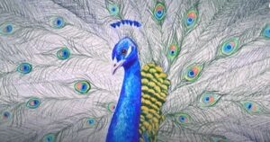 Peacock head and open feathers realistic drawing