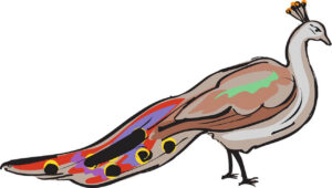 Very simple peacock drawing watercolor