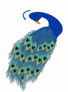 Simple colorful blue peacock drawing
