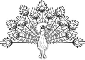 Simple peacock drawing