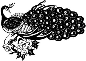 Black and white peacock drawing