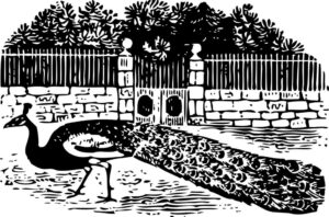 Peacock in front of gate drawing