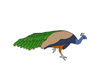 Simple peacock drawing in color from side
